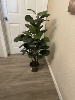 Planta