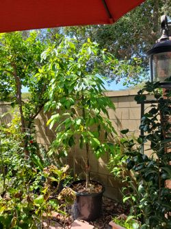 Avocado Tree 9ft in 20g container