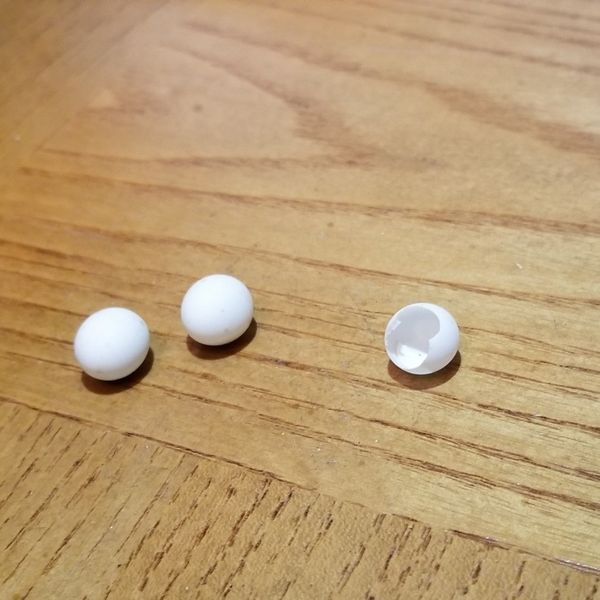 Brown Anole (Lizard) Eggs for Sale in Clearwater, FL OfferUp