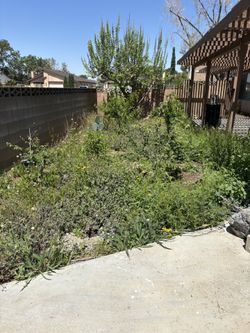 Weeds Clean Garden (fruit Tree Restoration )