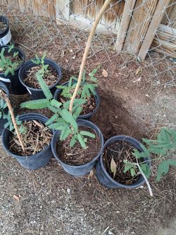 Mesquite tree $5