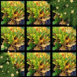 🌟🌿 BEAUTIFUL CROTON PETRA PRIVACY HEDGE PLANTS 7GL $16