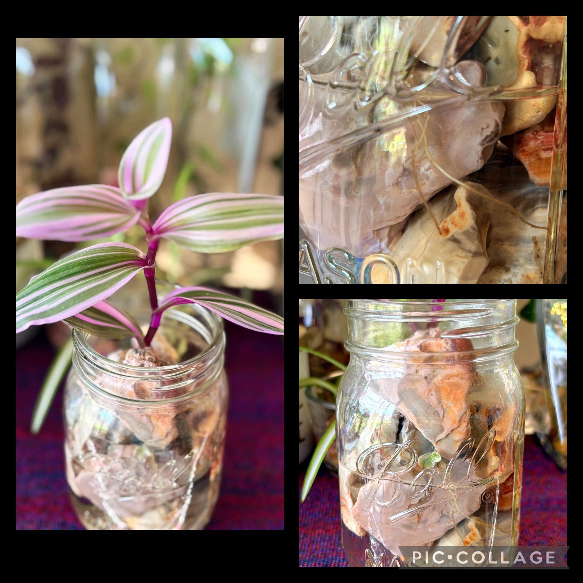 Tradescantia