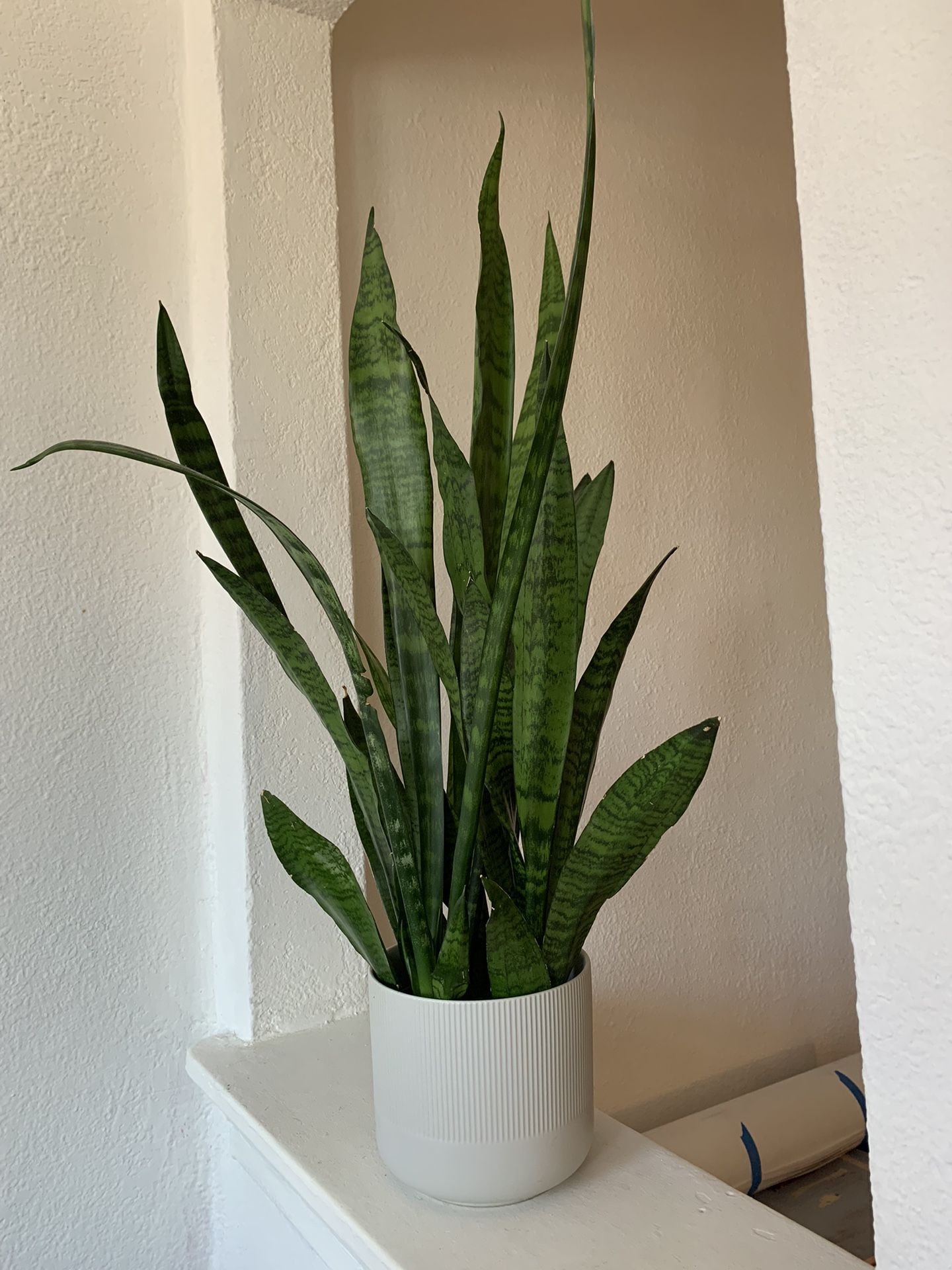 Big Snake Plant With Classic Grey Pot 