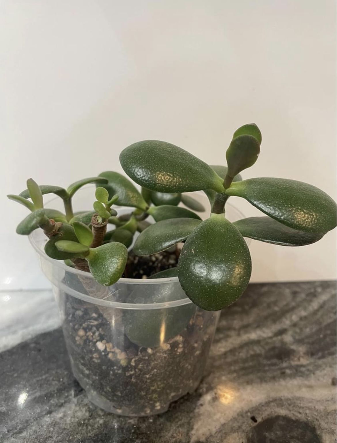 Jade Plant