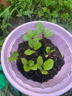 Malabar spinach or pui shak or vine spinach