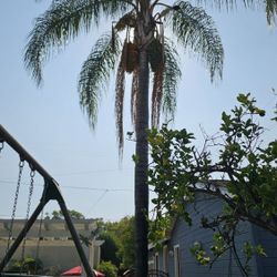 Palm Tree