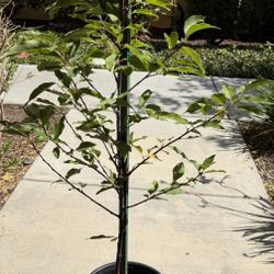 Cherry tree