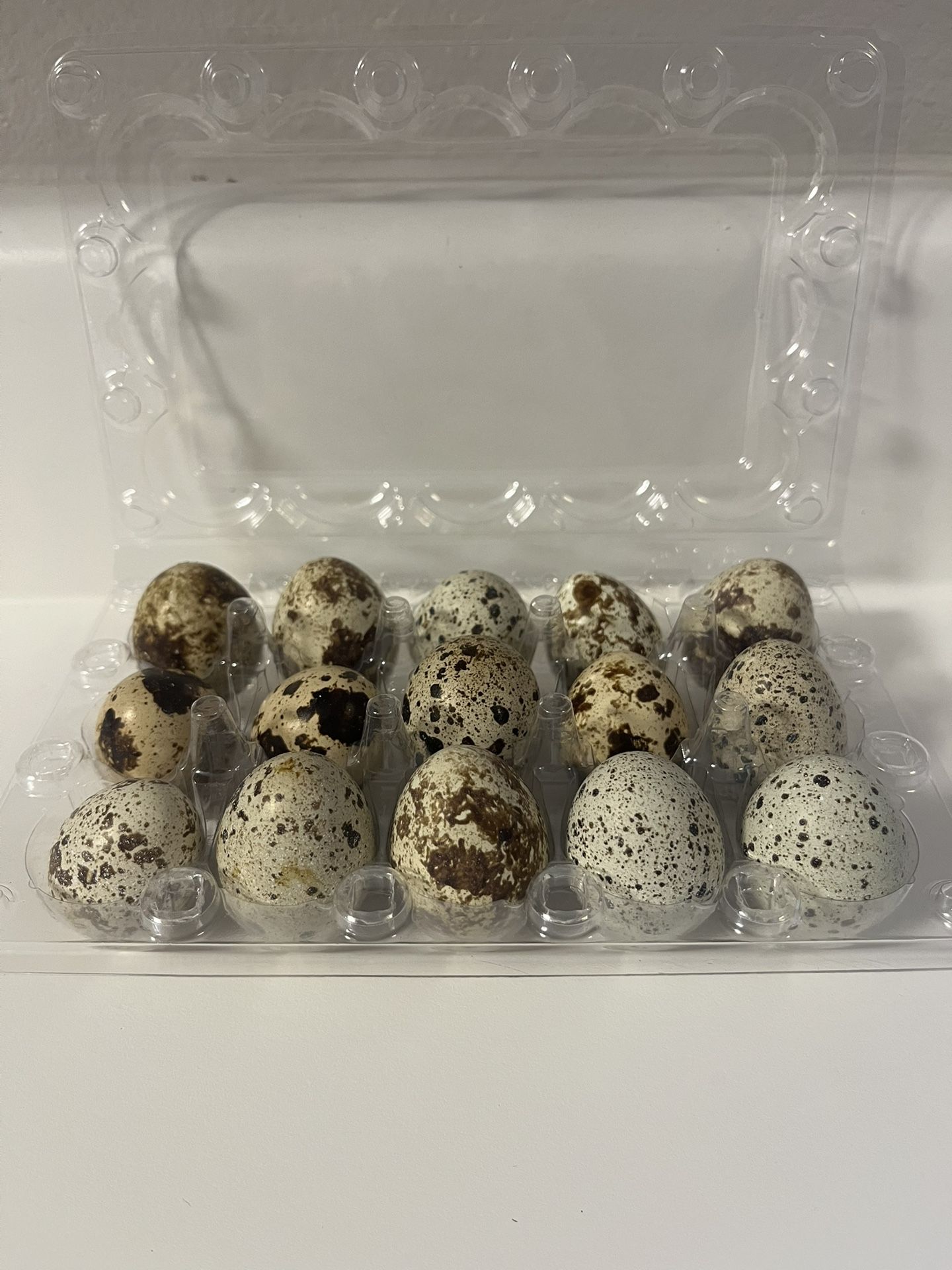 Fresh Quail Eggs (fertile)