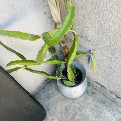 All  For $40 Green Plants Lovee I Have To Move Them From Apartment I Live My Plants