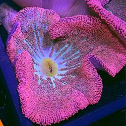 Barbie Hadonni Carpet Anemone Hellfire Frags 