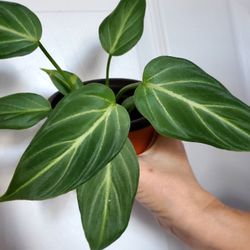 Gloriosum "Dark Form"