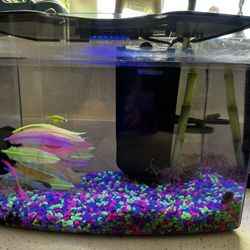 Glow Fish And Aquarium