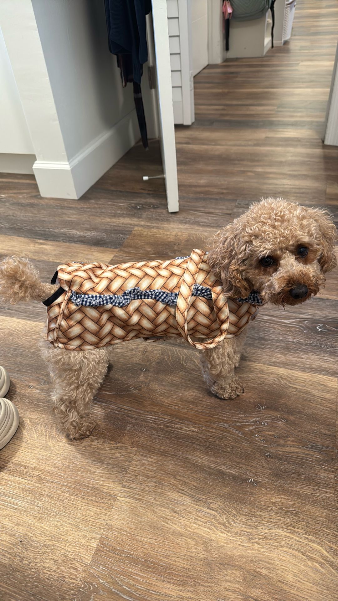 Basket Dog Costume (wizard Of Oz) Toto