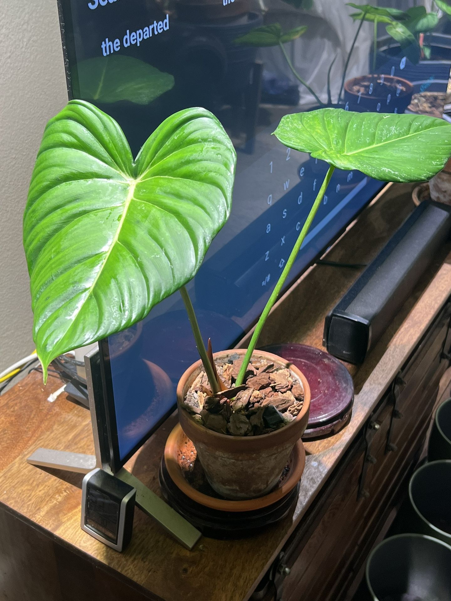 philodendron erubescens kaufen Philodendron erubescens 'New Red' – Red-Stemmed Climbing Hybrid