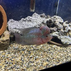 Aquarium 