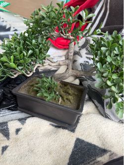 Miniature bonsai tree