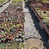 George's Nursery