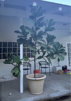 Extra Tall Fiddle Leaf Fig + Premium Planter