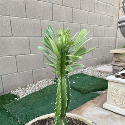 Dande Thor cactus All Sizes