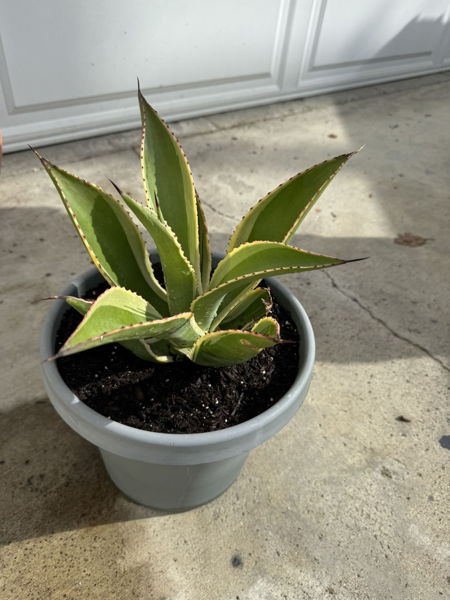 Maguey Plant Potted
