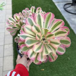 Aeonium Pink Witch