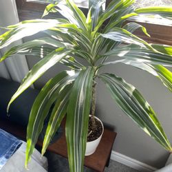 Really Nice Tall Green Plant - Real - Not Artificial 