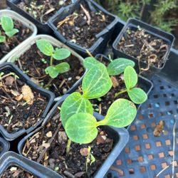 Pumpkin Plants