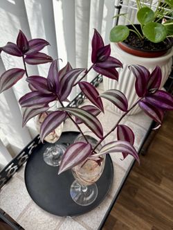 Tradescantia Nanouk in Water