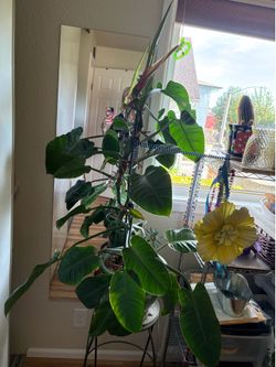 Philodendron