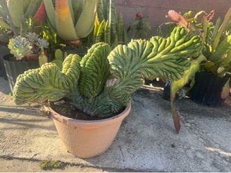 Crest cactus