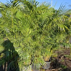 arecas Starting $ 12 $ 35 $60 $80 and up