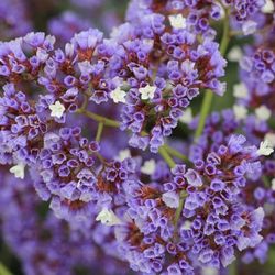 Sea Lavenders