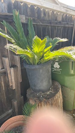 Sago palm