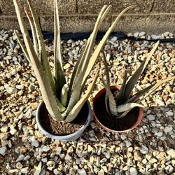 Aloe Vera Plants  2 Pcs $8