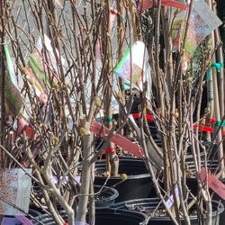 Magnolia pink  Trees 5gallon 