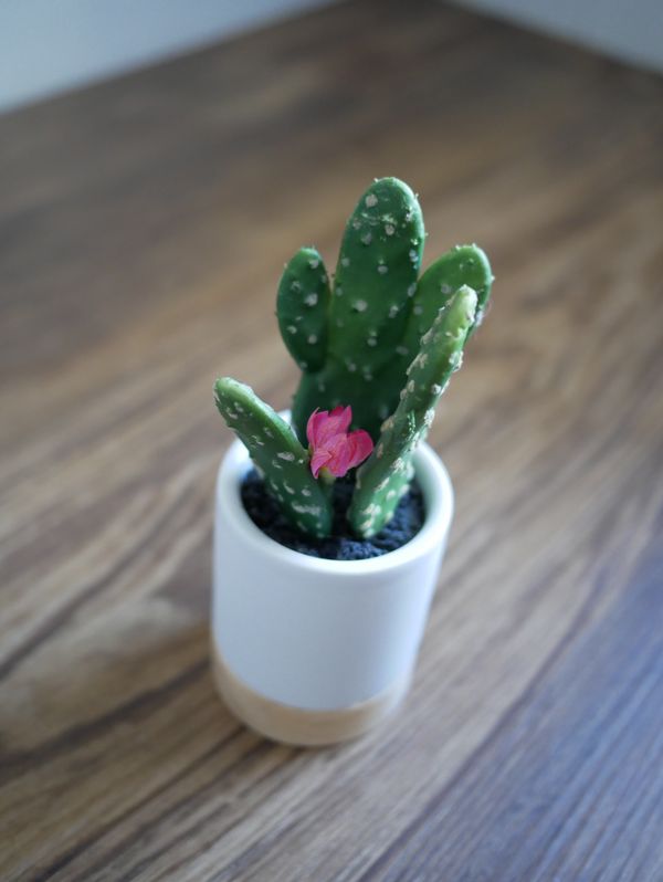 New And Used Plants For Sale In Killeen Tx Offerup