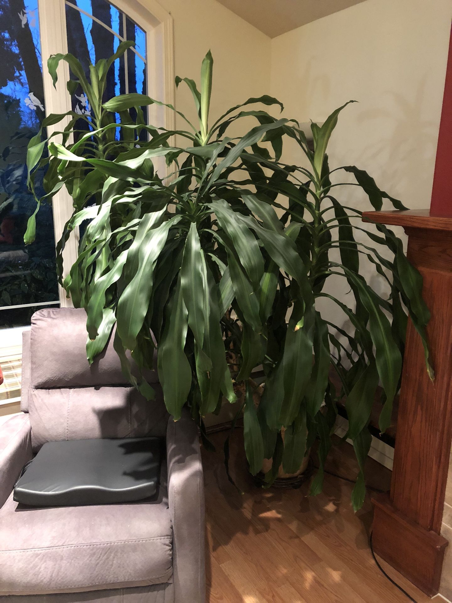 Huge Dracaena Fragrans/Corn Plant