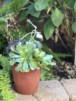 Healthy rooted succulents