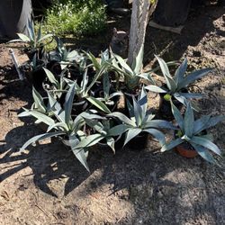 Agaves, 1 Gallon $3