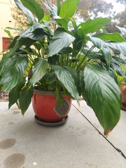 Very Happy 3 Peace  Lily Plants 