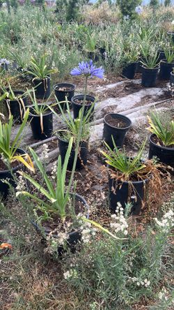 Agapanthus Lily