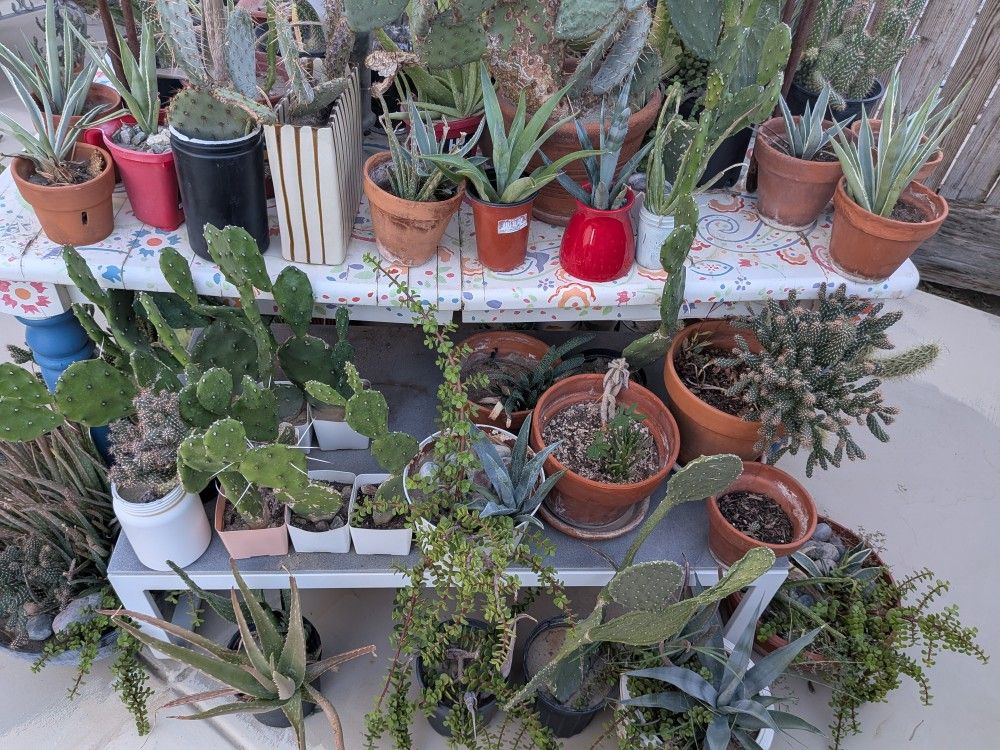 Plants Ready To Feature In Your Landscape Or In A Decorative Pot.