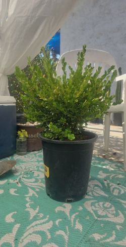 Big boxwood bush
