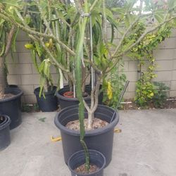 Dragon fruit Plant 