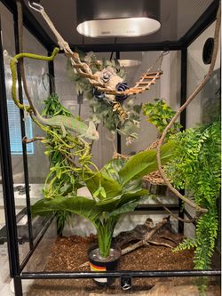 Chameleon