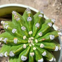 4 Inch Across Echinopsis Cactus With Small Pups , Will Flower Soon
