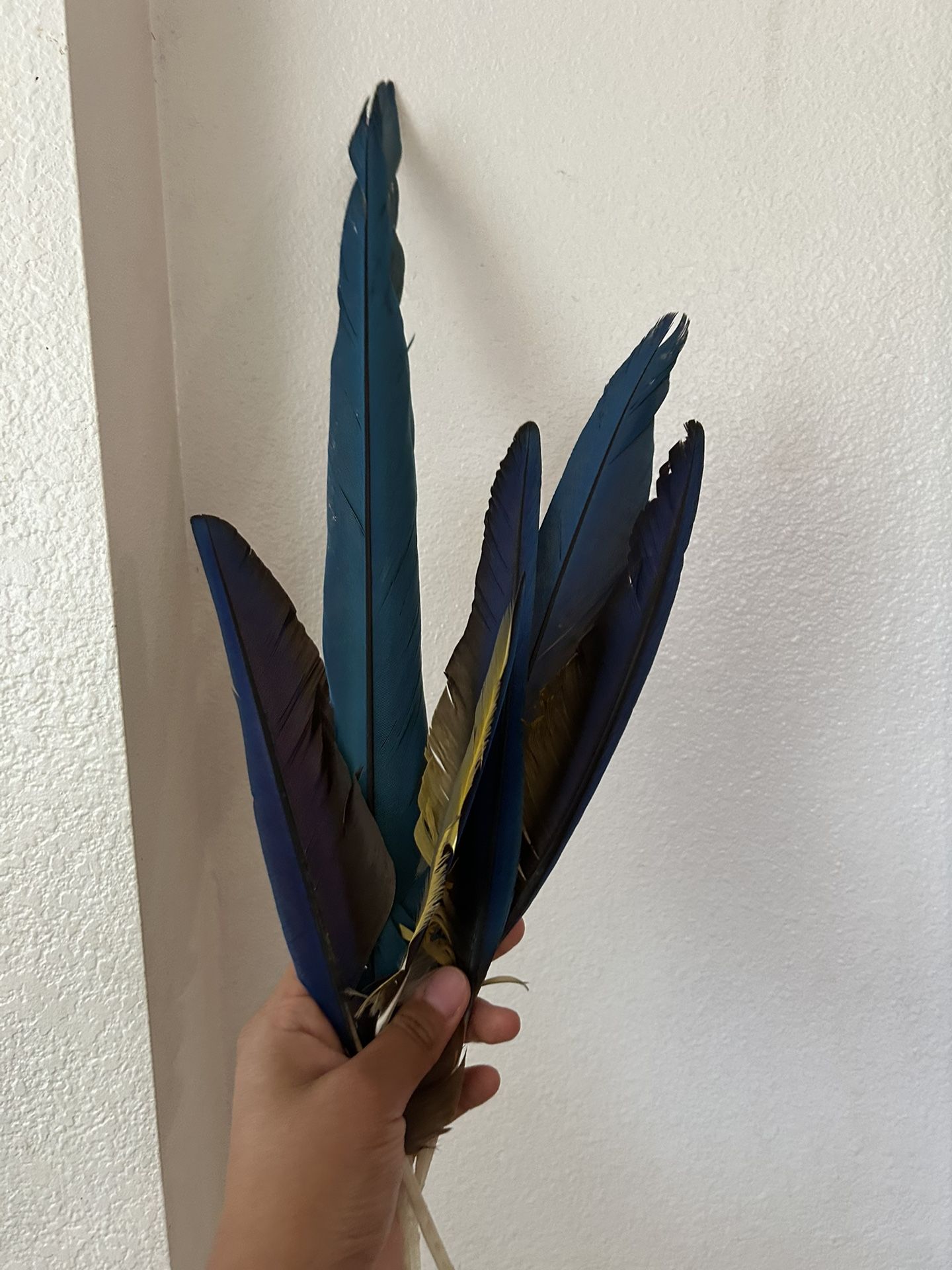 Macaw Feathers