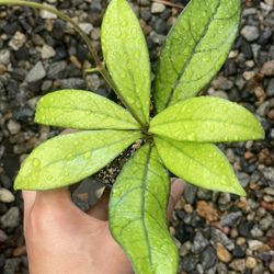 Hoya Crassipetiolata