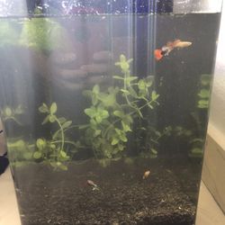 Aquarium Fishtank
